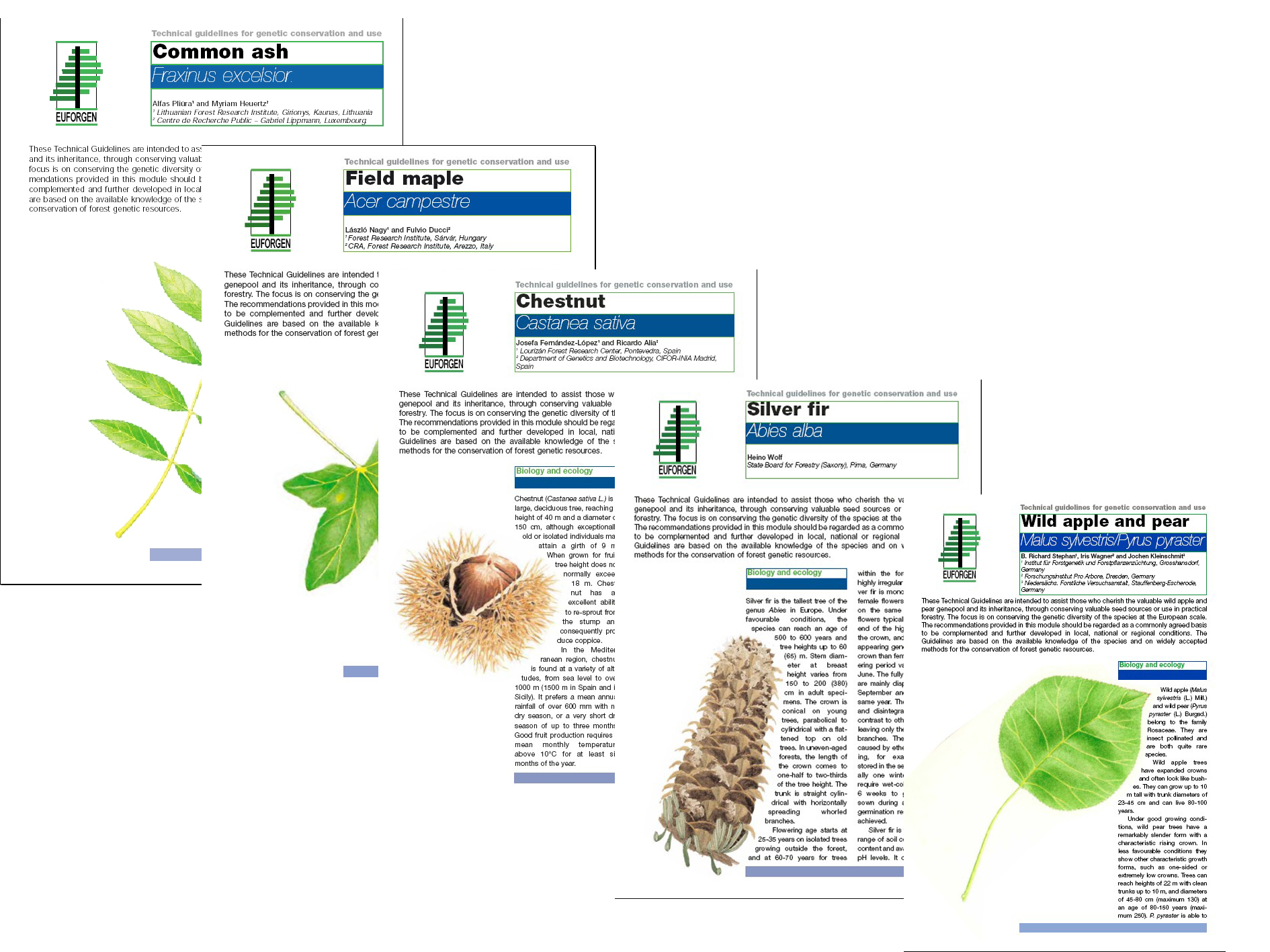 Technical guidelines for genetic conservation and use of forest tree species